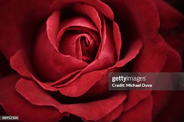 close up of a red rose - rosa fiore foto e immagini stock