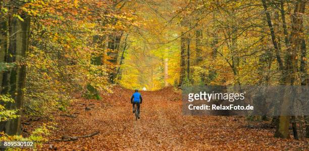 bakifrån på senior mannen cykling med mountainbike genom höstens färgade bokskog - gelderland bildbanksfoton och bilder