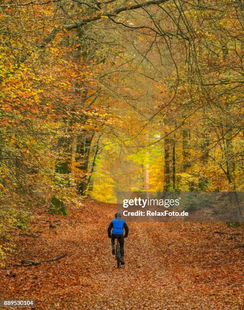 rear view on senior man cycling with mountain bike through autumn colored beech forest - gelderland stock pictures, royalty-free photos & images