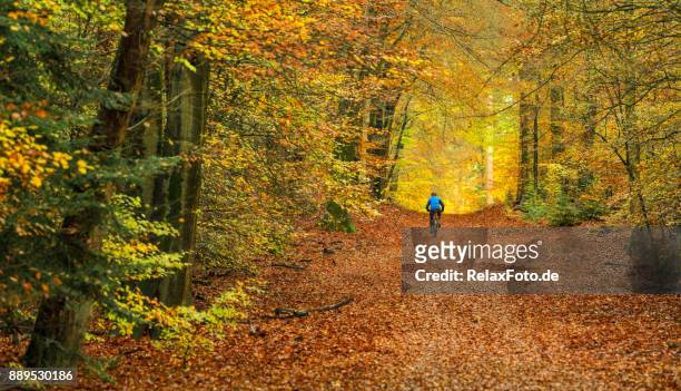 bakifrån på senior mannen cykling med mountainbike genom höstens färgade bokskog - gelderland bildbanksfoton och bilder