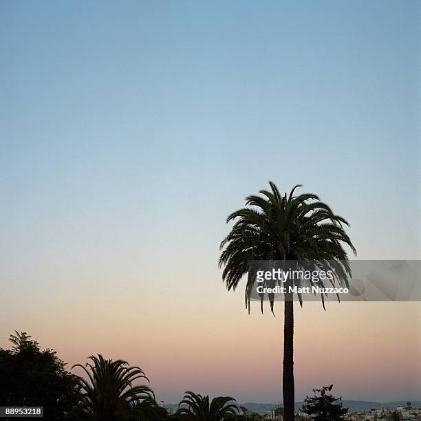 palm trees at sunset - dolores park fotografías e imágenes de stock