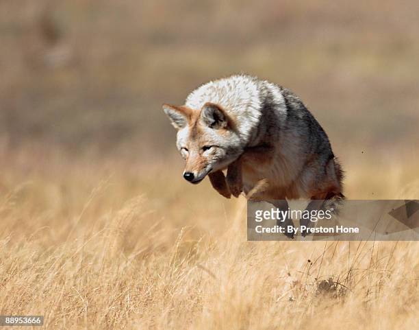 yellowstone high jump - coyote stock pictures, royalty-free photos & images