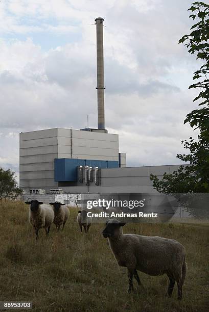 Sheeps graze in front of the Kruemmel nuclear power plant, operated by Swedish energy giant Vattenfall, on July 9, 2009 in Kruemmel near Hamburg,...