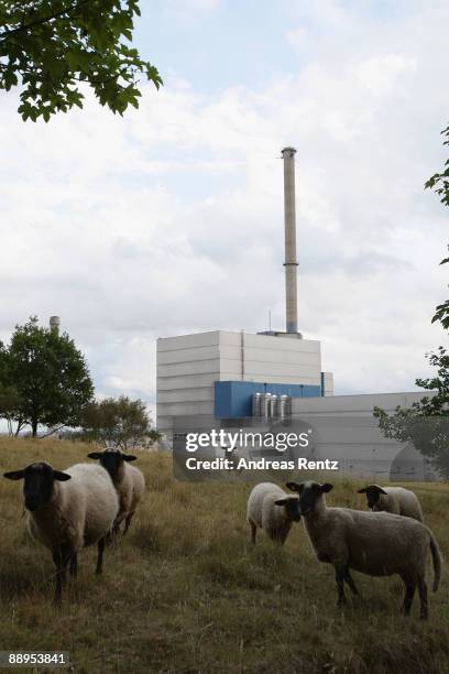 Sheeps graze in front of the Kruemmel nuclear power plant, operated by Swedish energy giant Vattenfall, on July 9, 2009 in Kruemmel near Hamburg,...