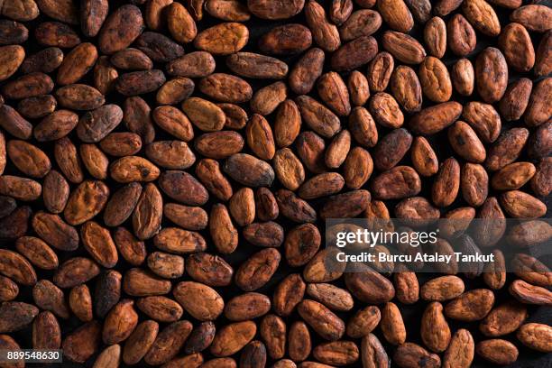 cacao beans - cacao bean stock pictures, royalty-free photos & images