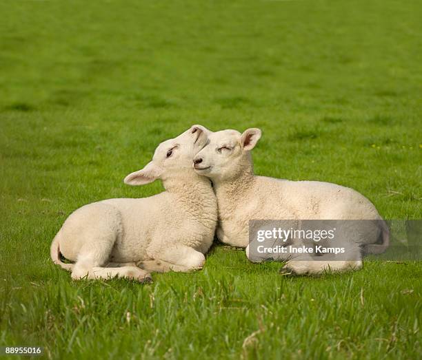 two lambs - lammetje stockfoto's en -beelden