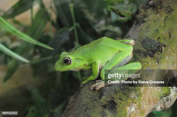 Normal Green Tree Australian Green Tree Frog Photos and Premium High Res Pictures - Getty ...
