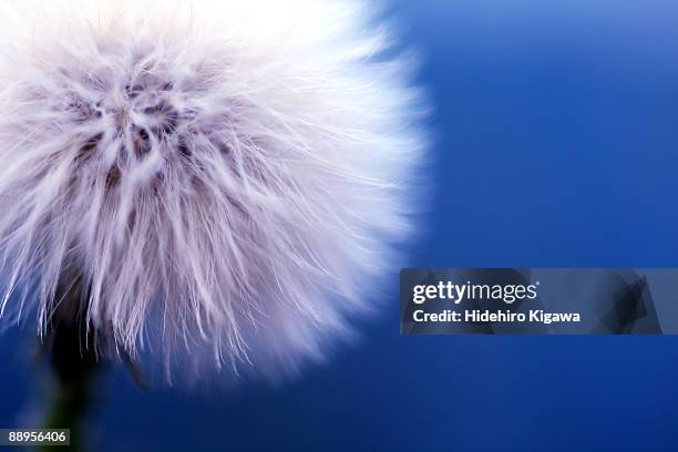 cottongrass seeds against blue sky - hidehiro kigawa stockfoto's en -beelden