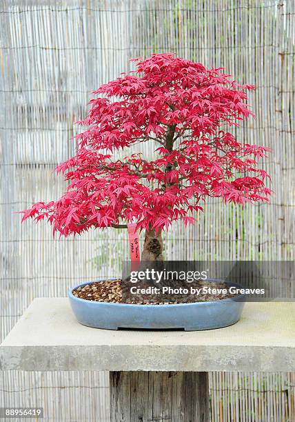 japanese maple bonsai tree acer palmatum "deshojo" - bonsai tree ストックフォトと画像