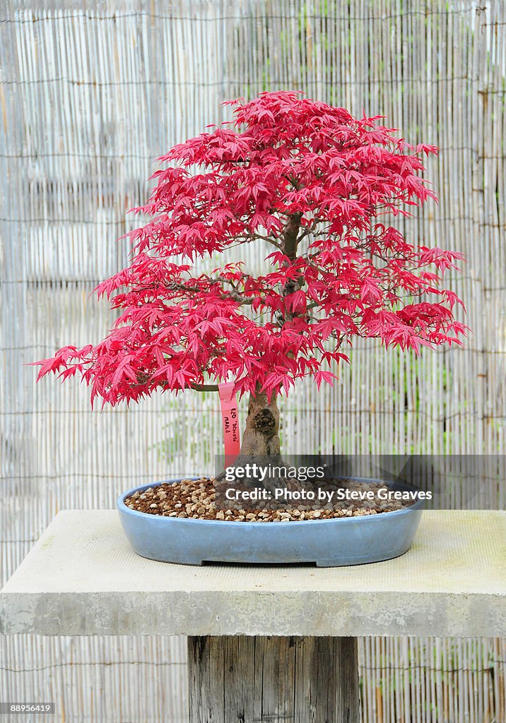 Japanese Maple Bonsai Tree Acer Palmatum "Deshojo"