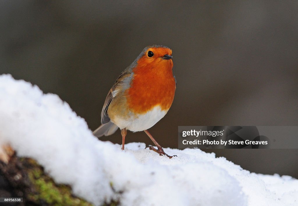 European Robin, Erithacus rubecula, in the Snow