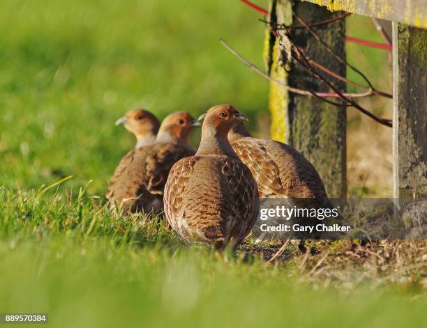 grey partridge [perdix perdix] - perdix stock pictures, royalty-free photos & images