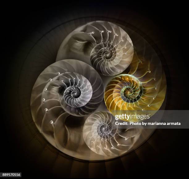 Abstract Nautilus Pattern Abstract Nautilus Shell Photos and Premium High Res Pictures - Getty Images