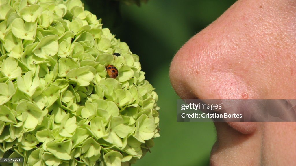 Smelling nature