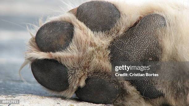 caesar' paw - bortes fotografías e imágenes de stock