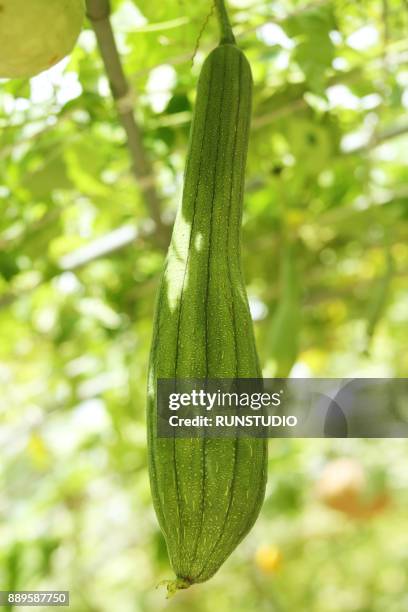 sponge gourd vegetable - loofah stock-fotos und bilder