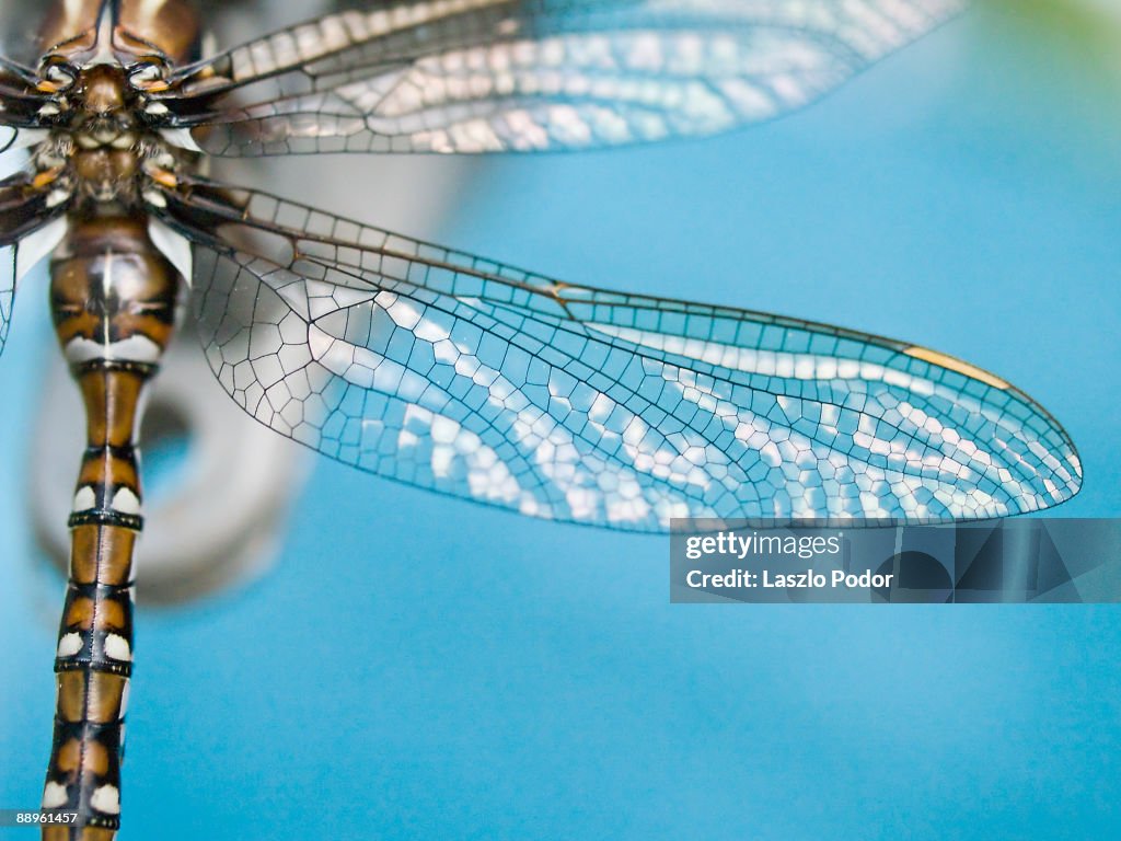 Dragonfly wing