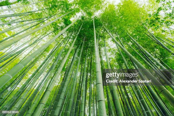 low angle view of bamboo trees in arashiyama, kyoto, japan - bamboo grove stock pictures, royalty-free photos & images