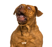 Close-up of a Dogue de Bordeaux making a face, isolated on white