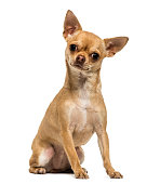 Chihuahua sitting, looking at the camera, 1,5 year old, isolated on white