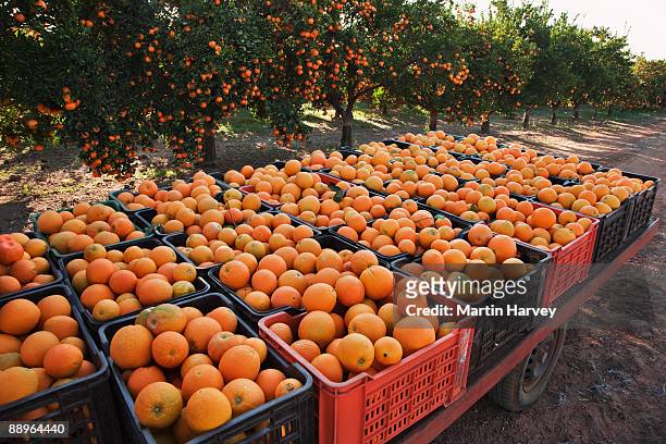 crates brimming with freshly picked oranges. - agrumi foto e immagini stock