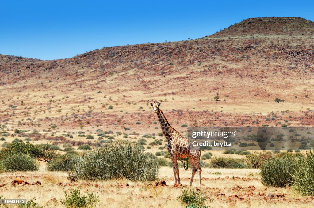 Lonely giraffe  in Damaraland ,Namibia