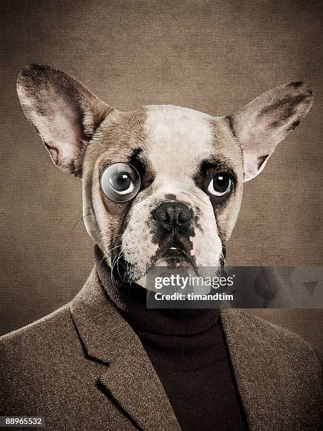 dog with monocle and human body - monocle stock pictures, royalty-free photos & images