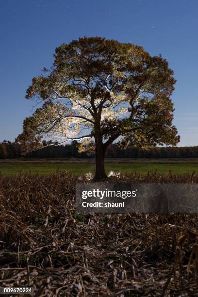 country branches - elm tree stock pictures, royalty-free photos & images