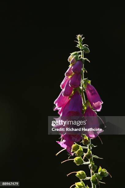 General view of a foxglove flower during the Second Round of The Barclays Scottish Open at Loch Lomond Golf Club on July 10, 2009 in Luss, Scotland.