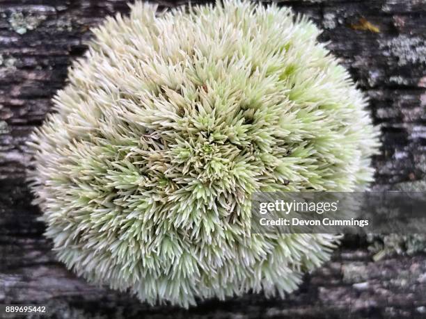 pincushion moss, leucobryum glaucum - bryophyte stock pictures, royalty-free photos & images