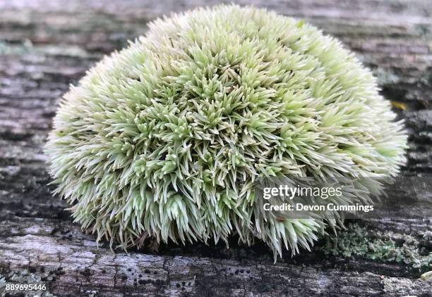 pincushion moss, leucobryum glaucum - bryophyte stock pictures, royalty-free photos & images