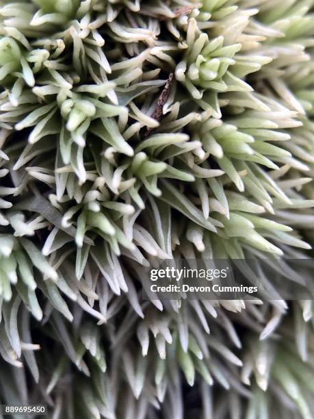 pincushion moss, leucobryum glaucum - bryophyte stock pictures, royalty-free photos & images