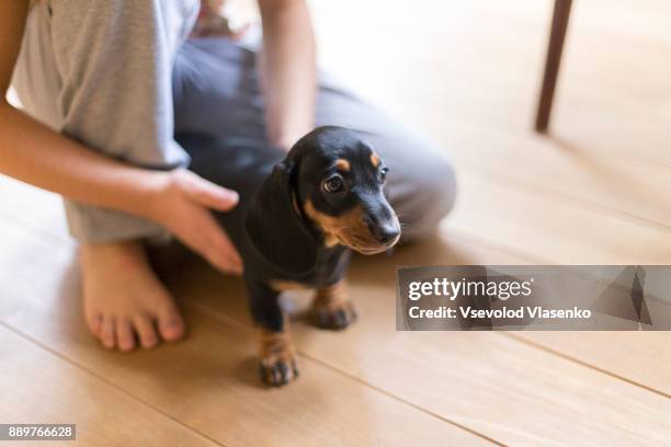 dachshund puppy in kids hands - teckel stock pictures, royalty-free photos & images