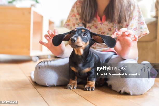 kid and dachshund puppy - teckel stock pictures, royalty-free photos & images