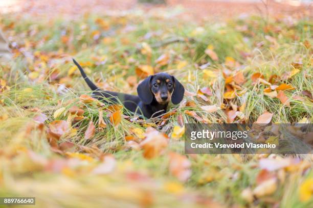 small puppy in the park - teckel stock pictures, royalty-free photos & images