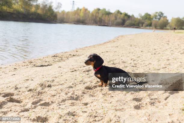 puppy on the beach. - teckel stock pictures, royalty-free photos & images