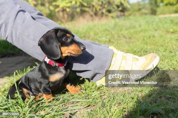 puppy sitting - teckel stock pictures, royalty-free photos & images