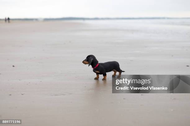 dachshund standing on the sand during low-tide - teckel stock pictures, royalty-free photos & images