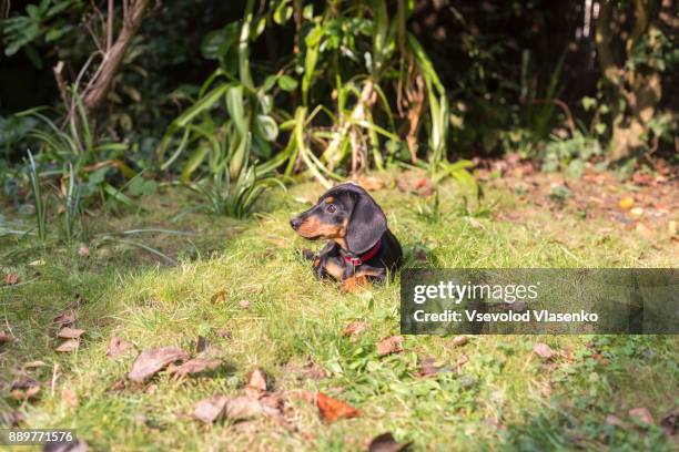 dachshund puppy laying on the grass - teckel stock pictures, royalty-free photos & images