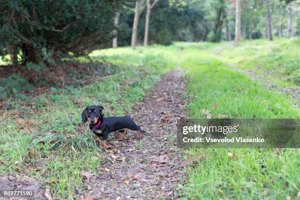 dachshund on the walk in the park - teckel stock pictures, royalty-free photos & images