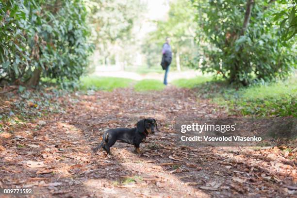 dachshund on the walk in the park. - teckel stock pictures, royalty-free photos & images