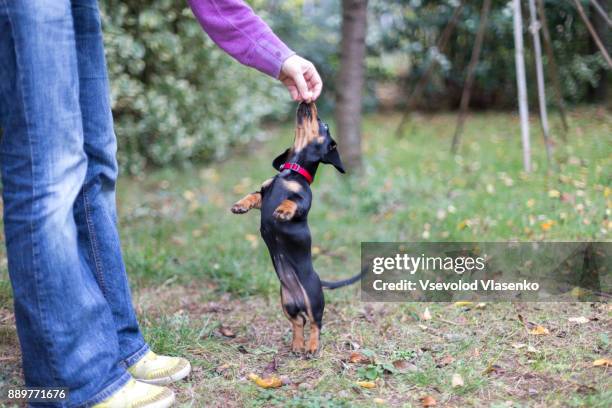 dachshund puppy jumps. - teckel stock pictures, royalty-free photos & images