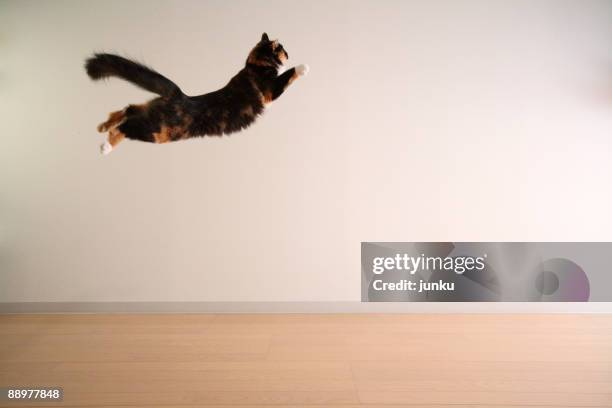 airborne cat - cat jump stockfoto's en -beelden