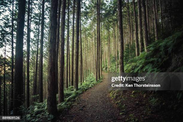 hiking in the mountains of wakayama, japan - woodland ストックフォトと画像