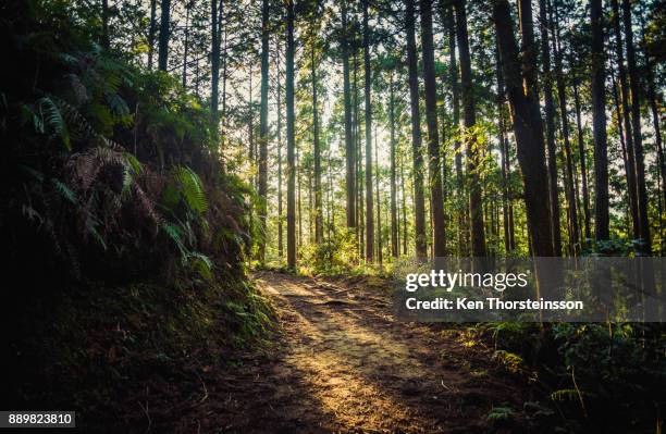 hiking in the mountains of wakayama, japan - trail stock pictures, royalty-free photos & images