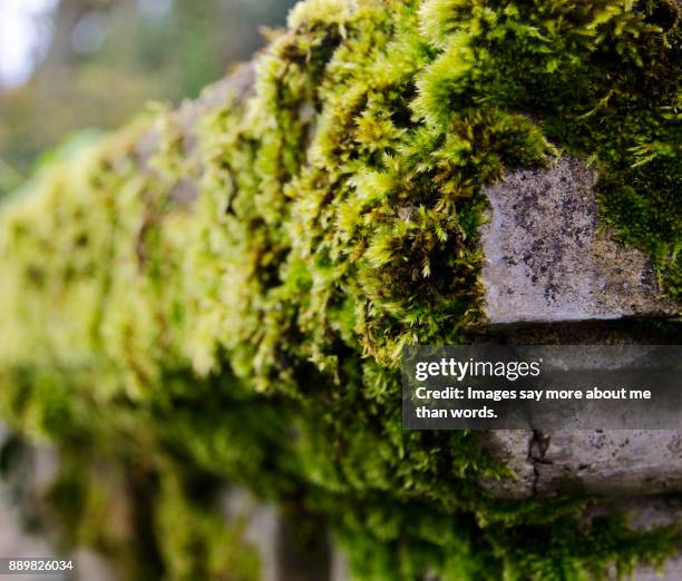 old wall covered in moss. close up - gall stone stock pictures, royalty-free photos & images