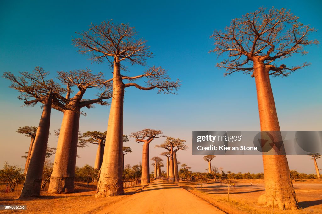 Avenue of the Baobabs