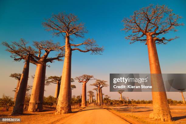 avenue of the baobabs - madagascar stock pictures, royalty-free photos & images