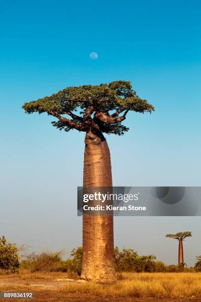 avenue of the baobabs - baobab tree stock-fotos und bilder