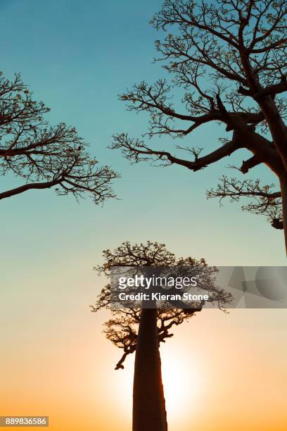 avenue of the baobabs - malgache photos et images de collection